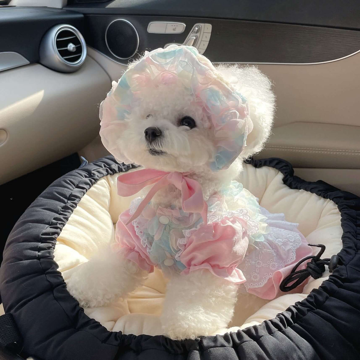 Pet clothing bundle, Dog clothes bundle, Cat clothing bundle, Pet apparel set, Dog clothing set, Cat clothes set, Pet outfits, Dog outfit bundle, Cat outfit bundle, Pet clothes pack, Small dog clothes, Pet fashion set, Puppy clothes bundle, Pet costume set, Cute pet clothing